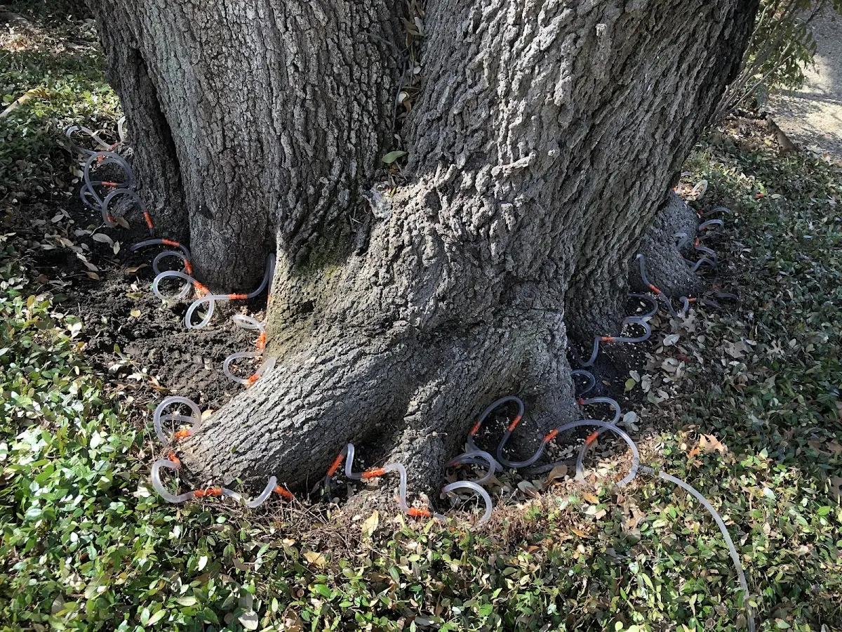Detailed Tree Cabling and Bracing job site in Taylors