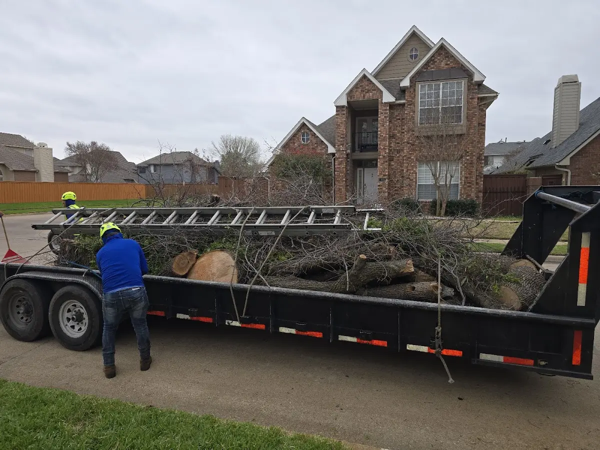 Expert Tree Fertilization with proper safety equipment in Taylors